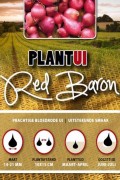 Red Baron red onion sets 250g