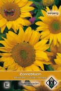 Golden Hedge Sunflower Helianthus seeds