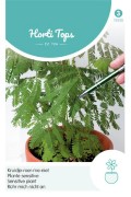 Sensitive Plant - Mimosa seeds