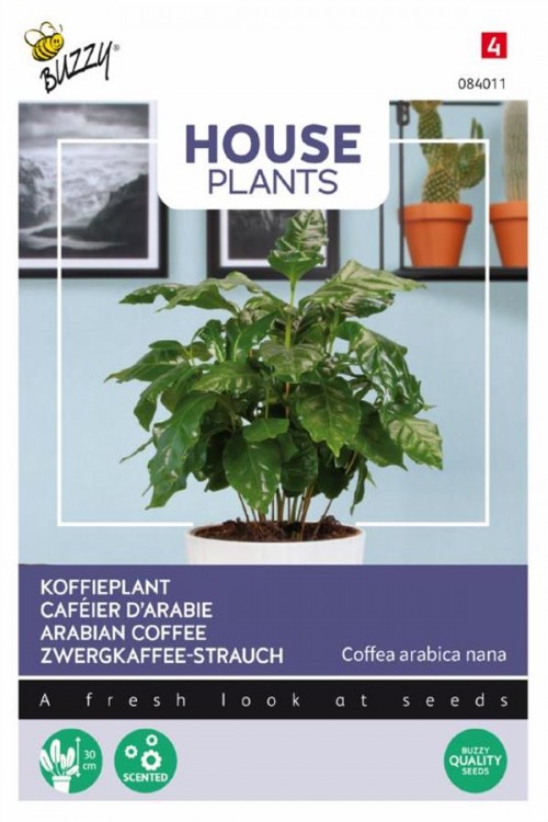 Coffee Plant Coffea Arabica seeds