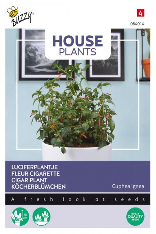 Luciferplantje Cuphea zaden
