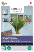 Californa Desert Fan palm zaden