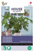 Philodendron selluom zaden