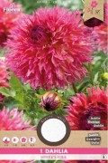 Dahlia Myrtle's Folie roze - Cactus fimbriata