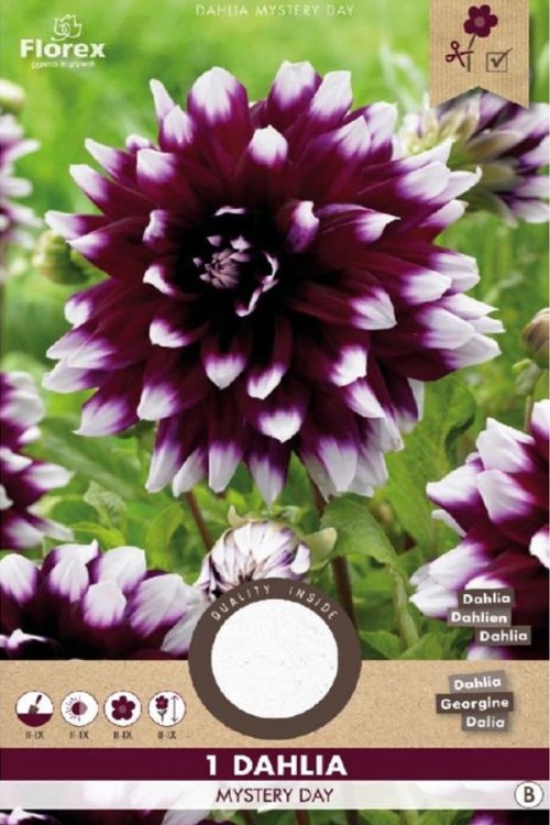 Dahlia Mystery Day purple white - Decorative