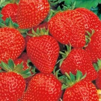 Aardbeien - Groentezaden Vruchtgroente Zaden kopen? Tuinzaden.eu
