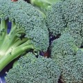 Broccoli - Calabrese