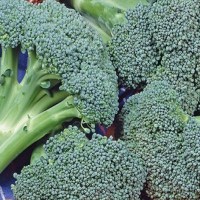 Broccoli - Groentezaden Koolgroente Zaden kopen? Tuinzaden.eu