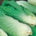 Green Chicory