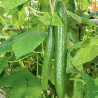 Cucumber - Vegetable seeds Fruit crop Seeds • Tuinzaden.eu