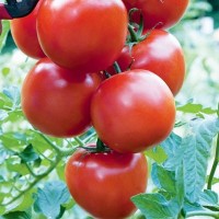 Tomato - Vegetable seeds Fruit crop Seeds • Tuinzaden.eu