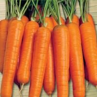 Carrots - Vegetable seeds Seeds • Tuinzaden.eu