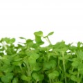 Sprouts & Microgreens