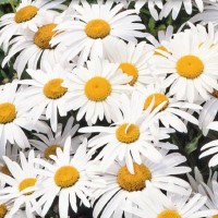 Daisy (Chrysanthemum)