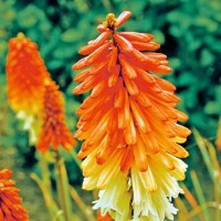 Red Hot Poker (Kniphofia) - Flower seeds Seeds • Tuinzaden.eu