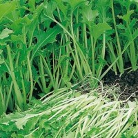 Mizuna - Vegetable seeds Cabbage vegetables Seeds • Tuinzaden.eu