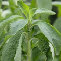 Stevia Sugarleaf - Spices  herb seeds Seeds • Tuinzaden.eu