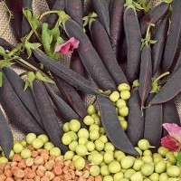 Marrowfat Grey Peas - Vegetable seeds Seeds • Tuinzaden.eu