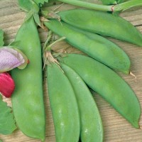 Sugar Peas - Vegetable seeds Beans and Peas Seeds • Tuinzaden.eu