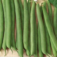 French Beans - Vegetable seeds Beans and Peas Seeds • Tuinzaden.eu