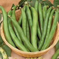 Broad Beans - Vegetable seeds Beans and Peas Seeds • Tuinzaden.eu