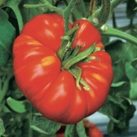 Beef Tomatoes - Vegetable seeds Fruit crop Seeds • Tuinzaden.eu