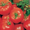 Ronde Tomaten Zaden