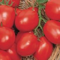 Pomodori Plum Tomatoes