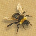 Bijen Bloemen Mengsel