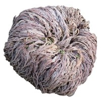 Rose of Jericho - Gifts Other • Tuinzaden.eu