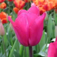 Tulpen - Bloembollen  voorjaar Overige kopen? Tuinzaden.eu