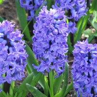 Hyacinths - Flowerbulbs  spring Other • Tuinzaden.eu