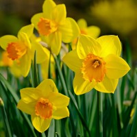 Daffodils - Flowerbulbs  spring Other • Tuinzaden.eu