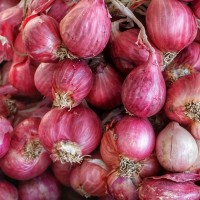 Shallot sets - Shallots onions sets  garlic Other • Tuinzaden.eu