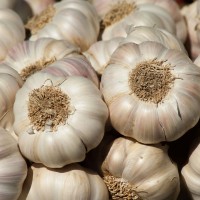 Garlic sets - Shallots onions sets  garlic Other • Tuinzaden.eu