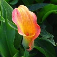 Callas - zantedeschia - Flower bulbs  summer Other • Tuinzaden.eu